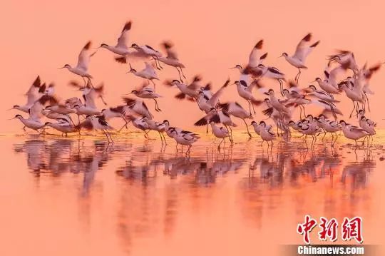 鹽城世界申遺成功一