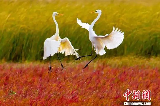 鹽城世界申遺成功二